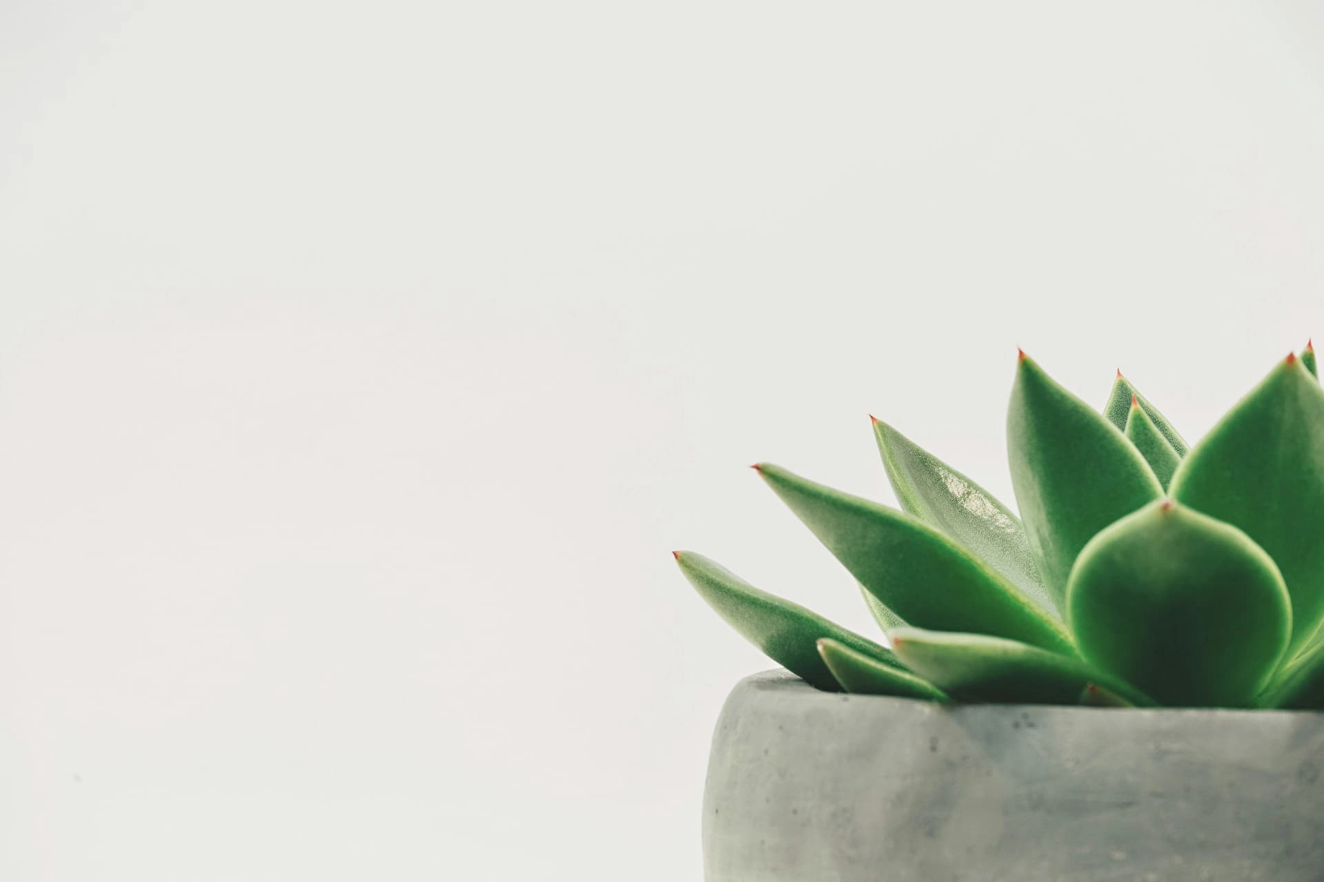 Close detail of a softly lit green succulent plant.